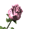rosa rosa.gif